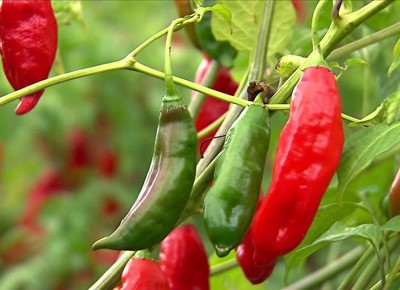 tv-pimenta-cultivo (Foto: Reprodução) tv-pimenta-cultivo (Foto: Reprodução)