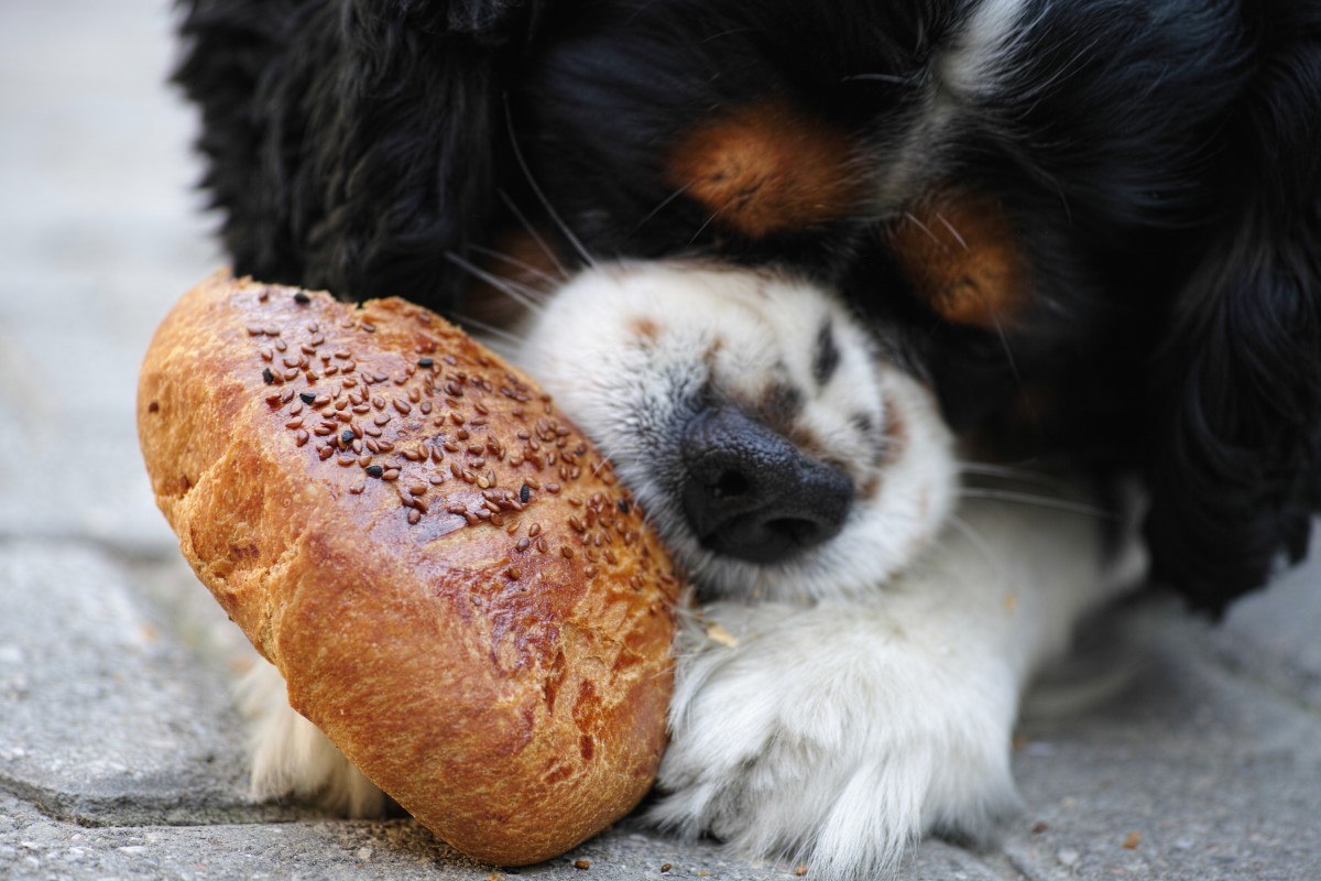  Industrializados, biscoitos com açúcar e trigo não são uma boa alternativa para a alimentação dos cachorros (Foto: Pexels / Engin Akyurt / CreativeCommons)