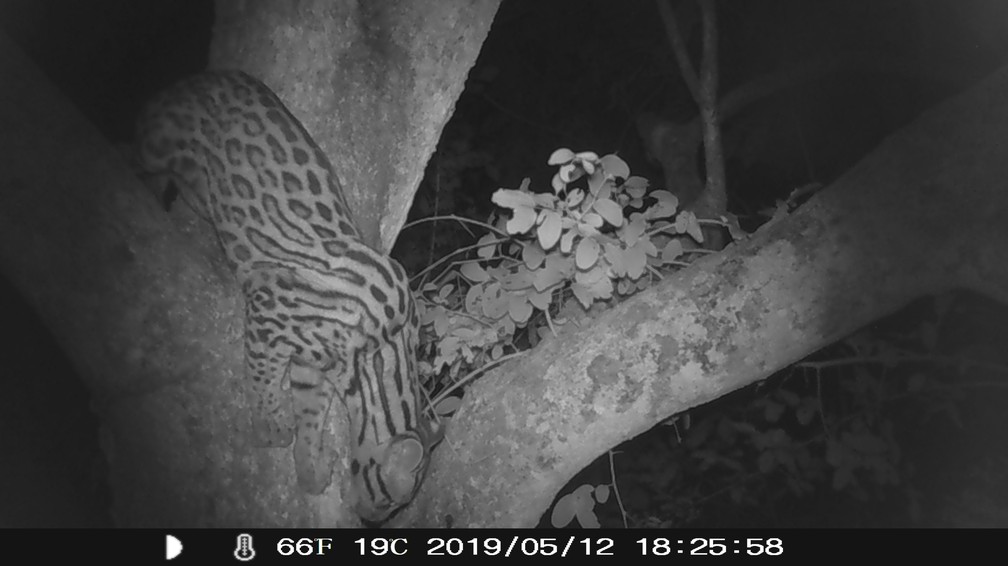 Jaguatirica flagrada depois que a equipe da Jaguar Ecological Reserve percebeu rastros do animal sempre nessa Ã¡rvore, e decidiu acoplar a armadilha por perto para poder estudar o que ela fazia ali, em maio deste ano â Foto: DivulgaÃ§Ã£o/Jaguar Ecological Reserve