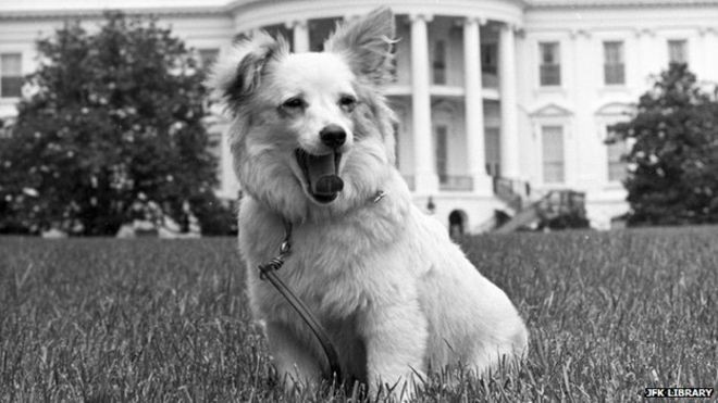 A cadela Pushinka no gramado da Casa Branca (Foto: Divulgação/ JFK Library)