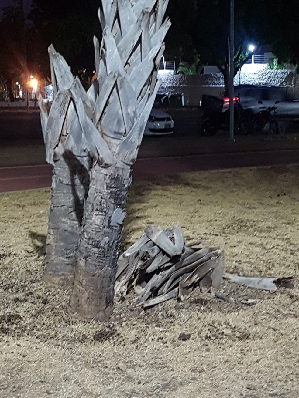 Parque Tia Nair, em Cuiabá. — Foto: Mari Almeida/Arquivo Pessoal