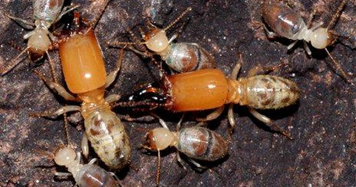 G1 – Des scientifiques découvrent des « termites bombes kamikazes » en Guyane française