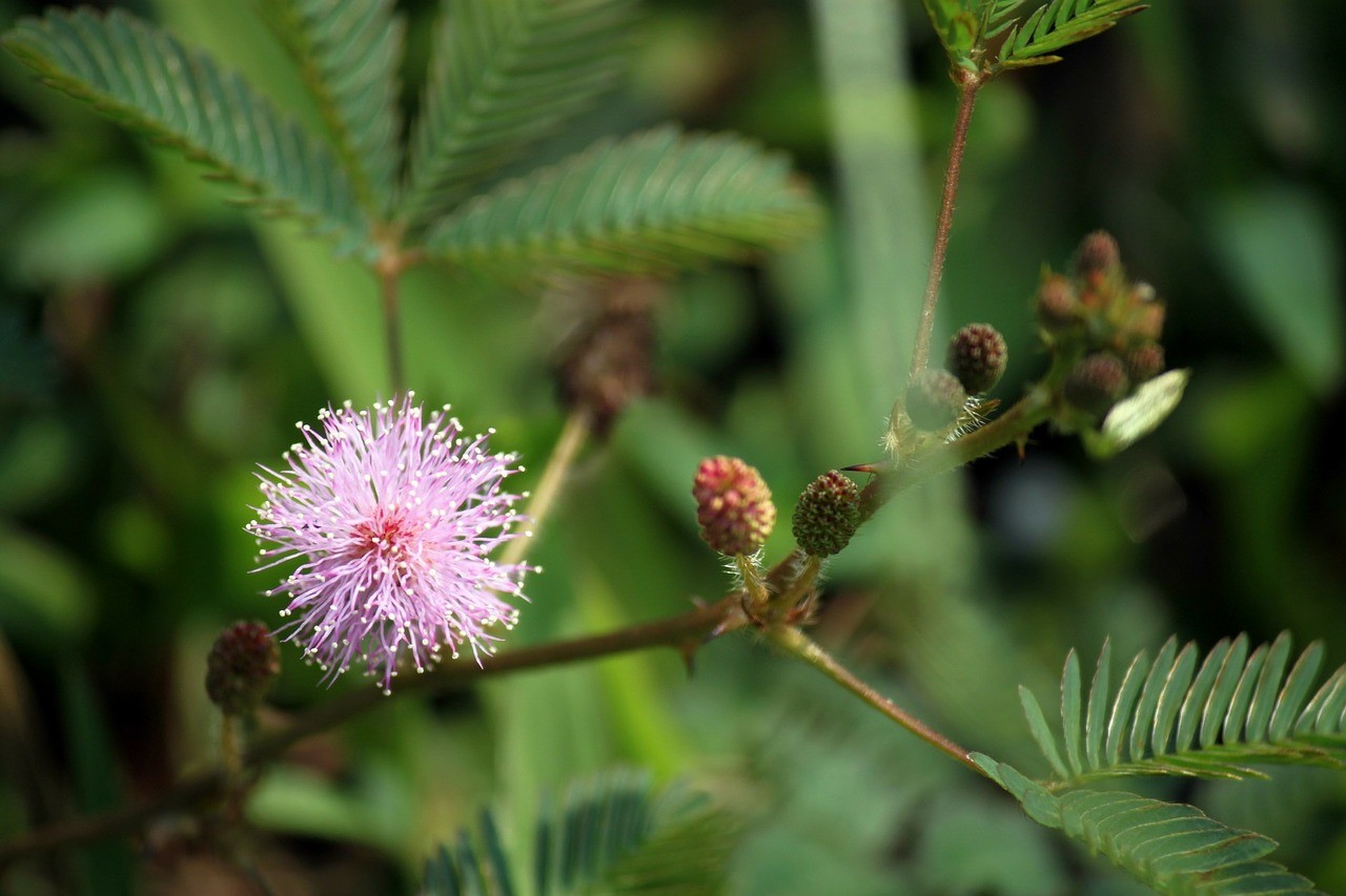 Tudo sobre Mimosa pudica, espécie conhecida como planta dormideira e usada em chás (Foto: Pixabay)