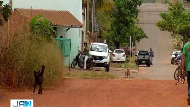 Animais soltos nas ruas podem causar acidentes de trânsito
