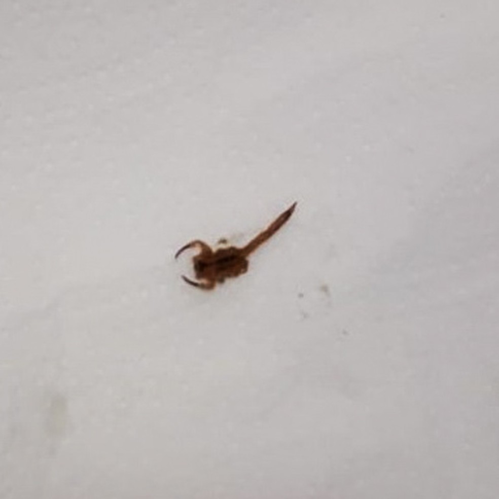 Escorpião encontrado durante fiscalização MP-AL na Casa Lar Kayki Tavares Rosa, em Boca da Mata, Alagoas — Foto: MP-AL