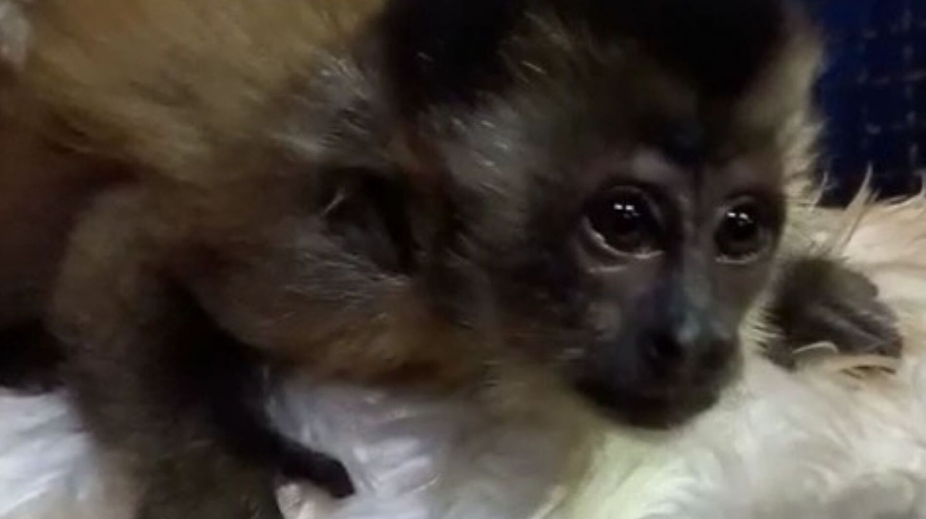 Filhote de macaco-prego órfão é resgatado em chácara de MS; veja vídeo
