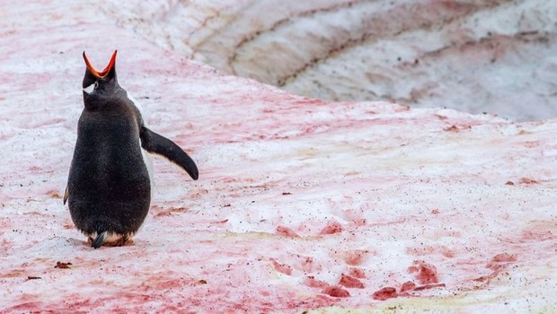 Algas que crescem próximo a colônias de pinguins perto da Antártida produzem um pigmento vermelho vivo (Foto: ROBERT HARDING/ALAMY via BBC)