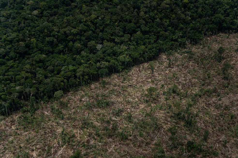 Imagem aérea de sobrevoo de monitoramento de desmatamento na Amazônia no município de Lábrea, Amazonas, realizado em 26 de março de 2022. — Foto: Greenpeace/Divulgação