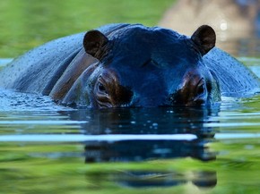 Hipopótamo é visto no parquet temático Hacienda Napoles, antigo zoo privado de Pablo Escobar, em Doradal, na Colômbia (Foto: Raul Arboleda/AFP) Hipopótamo é visto no parquet temático Hacienda Napoles, antigo zoo privado de Pablo Escobar, em Doradal, na Colômbia (Foto: Raul Arboleda/AFP)