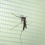 Foto: (Em 2020, novo ciclo de circulação do sorotipo 2 do vírus no ´país possivelmente puxará para o alto casos de dengue, doença transmitida pelo mosquito Aedes aegypti / Getty Images via BBC)