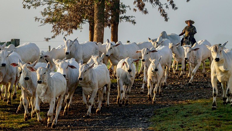 Pecuária da tela do celular - Manejo do gado na Fazenda  Arte Real (Foto: Divulgação)