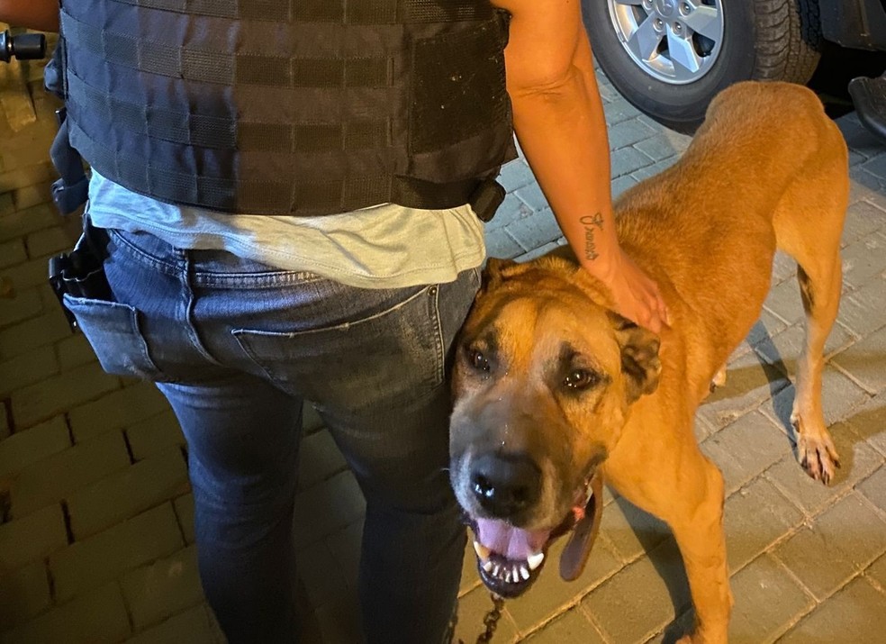 Cachorro foi resgatado pela Polícia Civil — Foto: Polícia Civil