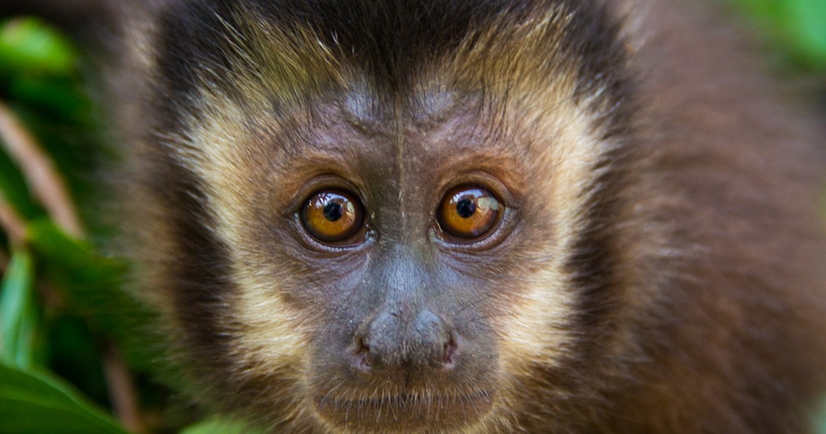 G1 - Macaco-prego é inteligente e pode saltar até três metros de distância  - notícias em Fauna