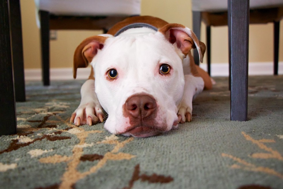 Tentar corrigir o comportamento de um cachorro com gritos e brigas pode assustá-lo e diminuir a confiança entre o animal e o tutor — Foto: Unsplash/ themikeburke/ Creative Commons