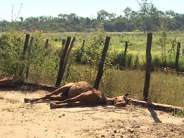 Cavalo é encontrado morto em fazenda de Guatapará com marcas de mordidas de morcego (Foto: Sebastião Elias/EPTV)