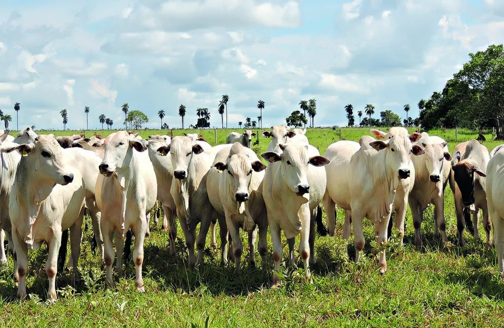 Livestock in Mato Grosso do Sul: Brazil surpassed the threshold of 200 open markets since the beginning of 2019 — Foto: Divulgação