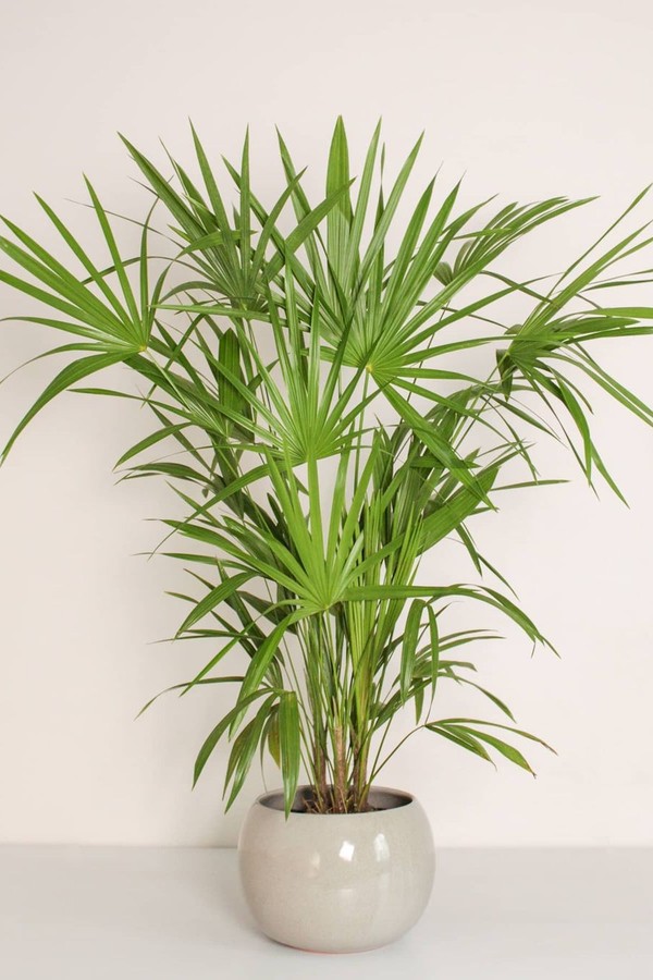 Tudo sobre a palmeira-ráfis, planta resistente e fácil de cuidar (Foto: Reprodução / Instagram/ @biofilico.almacen)