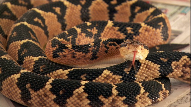 Mdico mantm na BA criatrio da maior cobra venenosa das Amricas