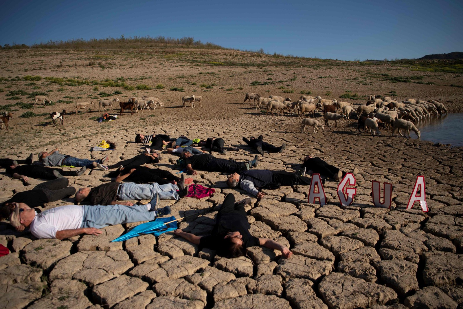 Ativistas deitam no chão seco perto de ovelhas durante uma manifestação ambiental da Ação Climática Global, pedindo ação climática no reservatório La Vinuela, na província de Málaga — Foto: JORGE GUERRERO/AFP