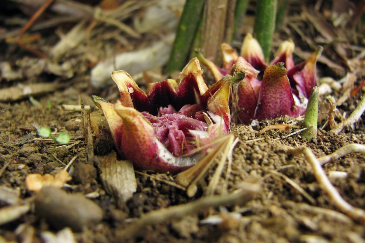 Planta originária de clima temperado, a Aspidistra é capaz de tolerar tanto o frio como o calor, porém não resiste ao encharcamento (Foto: Flickr / ashitaka-f / CreativeCommons)