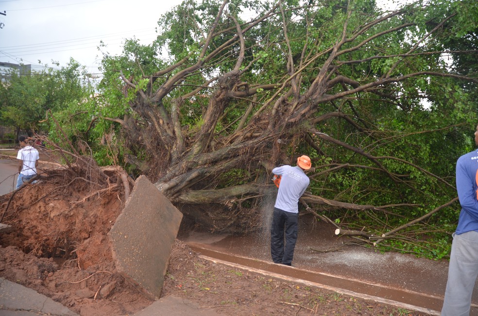 Secretaria Municipal de Meio Ambiente de Cacoal precisou cortar a árvora para conseguir retirá-la da rua (Foto: Rogério Aderbal/G1)