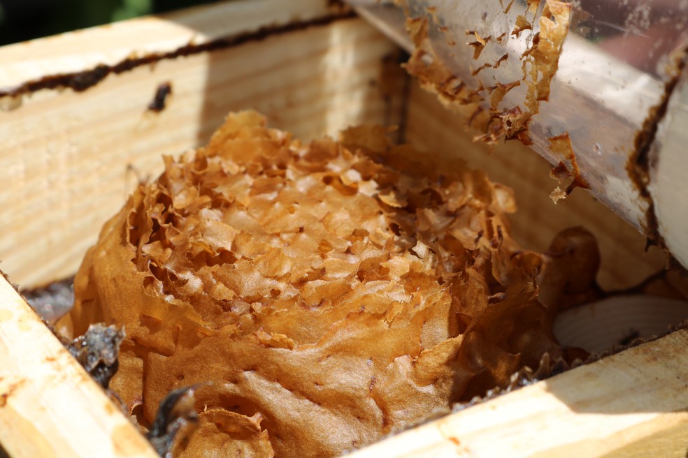 Colmeia da abelha Jataí, que não tem ferrão — Foto: Emater-DF/ Divulgação