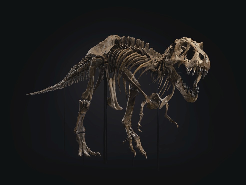 O fóssil de um Tyrannosaurus Rex entre os mais completos do mundo foi leiloado por US$ 31,8 milhões — Foto: Reprodução / Christie's de Nova York