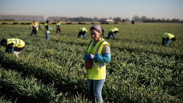 BBC - Setores como agrícola podem ser duramente afetados por Brexit (Foto: Getty Images via BBC News)