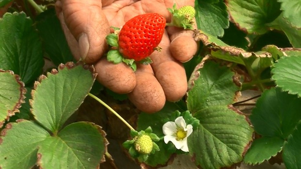 Cultivo de morangos atrai moradores da cidade para o campo (Foto: ReproduÃ§Ã£o/RPC)