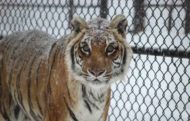 26 anos é a idade do tigre mais velho conhecido (Foto: GWR / Reprodução)