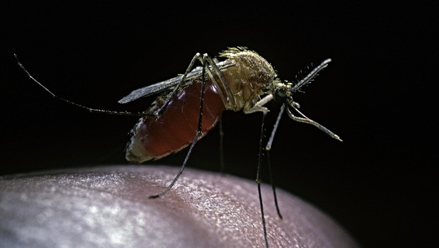 Mosquito culex (Foto: Getty Images)