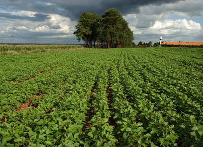 agricultura_soja (Foto: Ernesto de Souza/Ed. Globo)