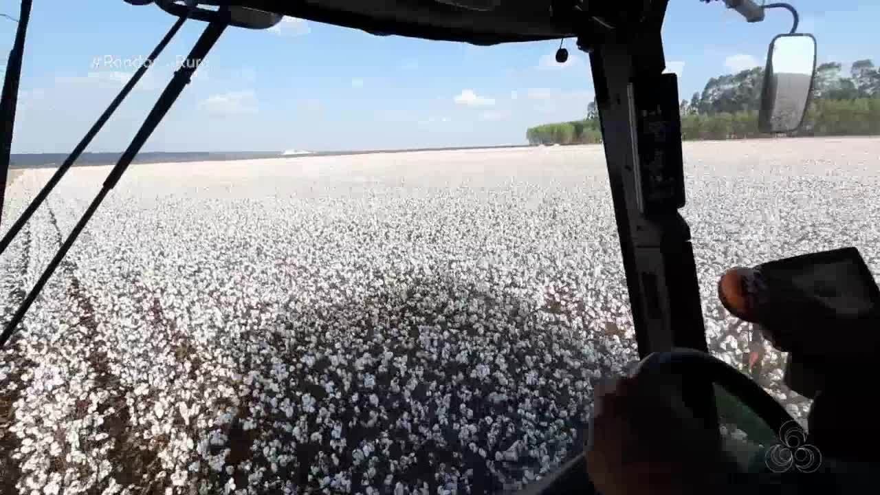 Parte 1: Colheita do algodão começa em Rondônia