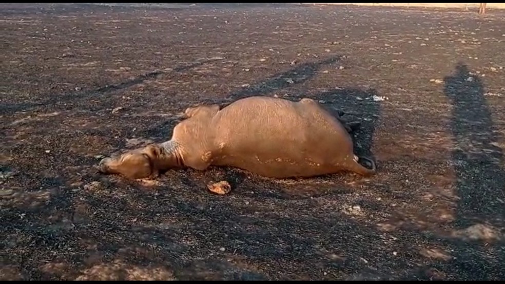 Incêndio matou 30 cabeças de gado e destruiu 1,5 mil hectares no município de Nova Olímpia, Mato Grosso — Foto: Divulgação