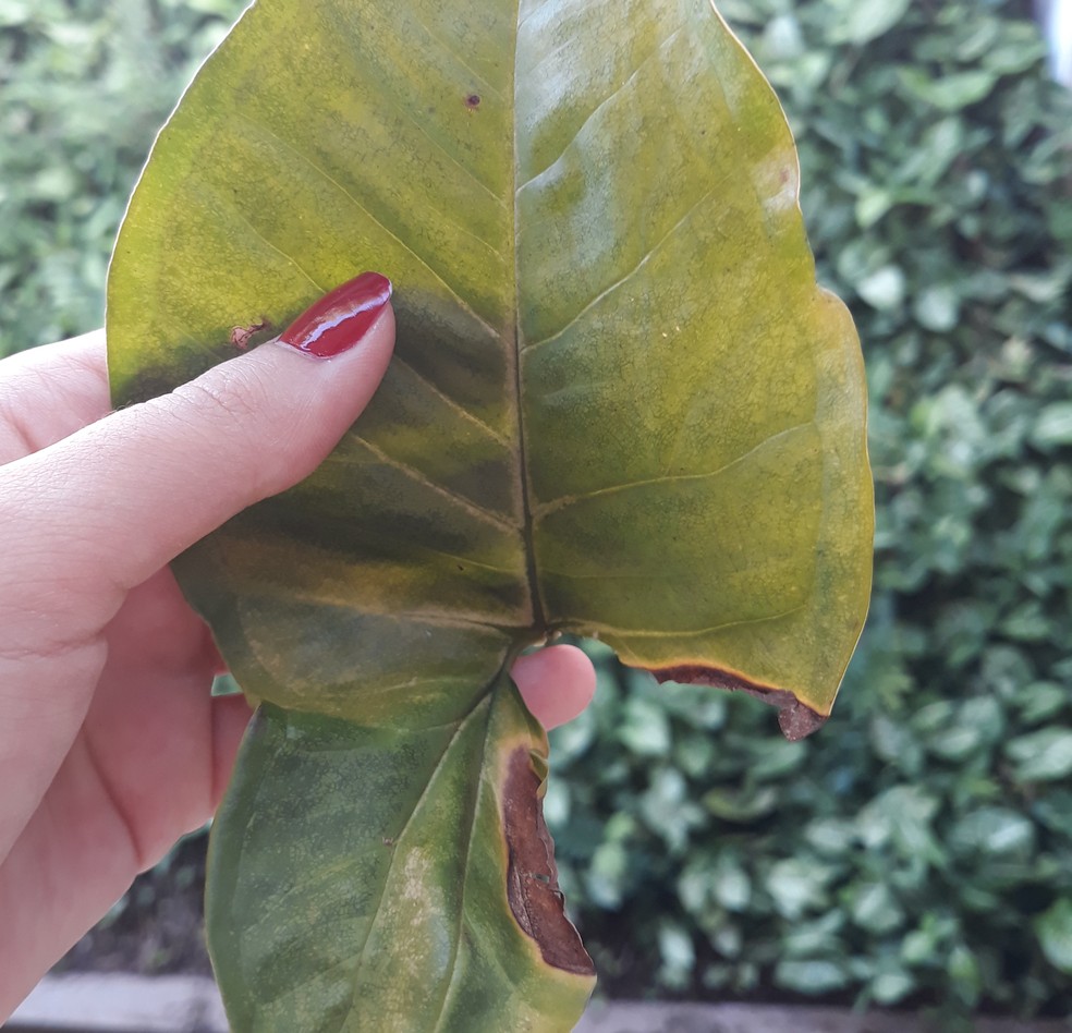 Folhas que caíram de árvores ajudam a elaborar os confetes — Foto: Arquivo TG