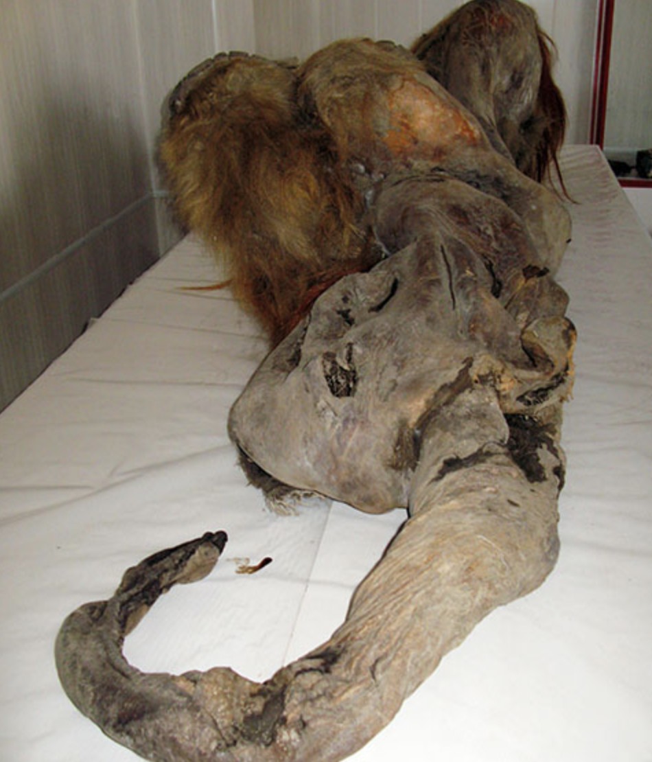 Mamute usado em experimento viveu há 28 mil anos (Foto: Reprodução/ Twitter)