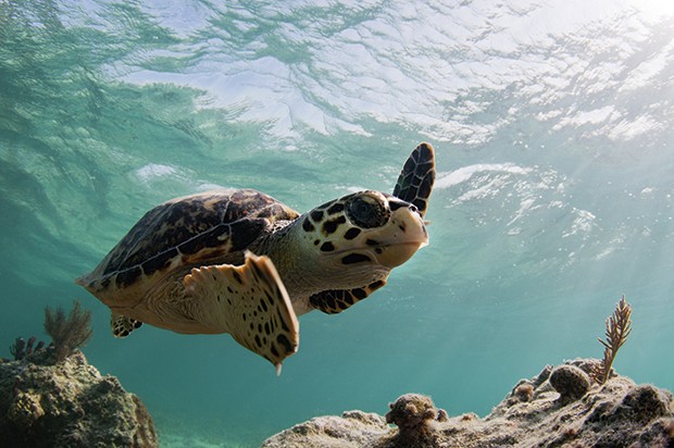 As tartarugas-marinhas também são comuns na praia de carlisle. (Foto: Divulgação)