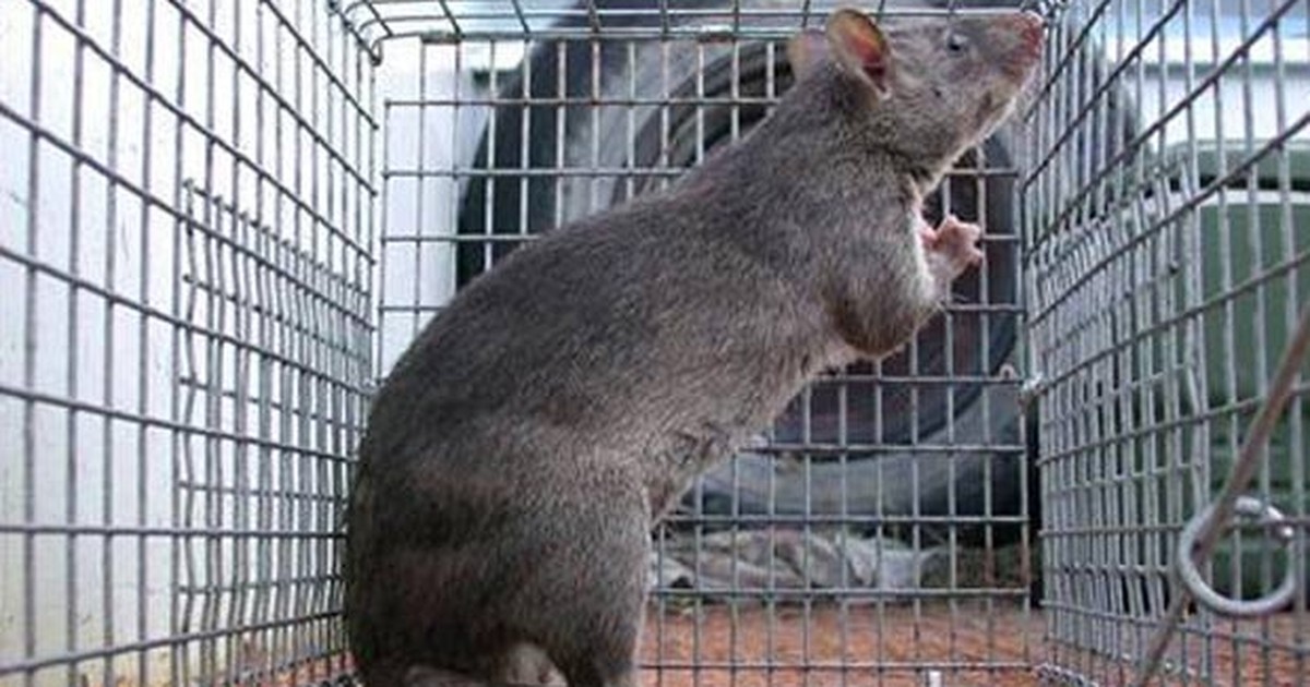 Uma espécie rara de rato gigante é apanhada pela primeira vez nas câmaras