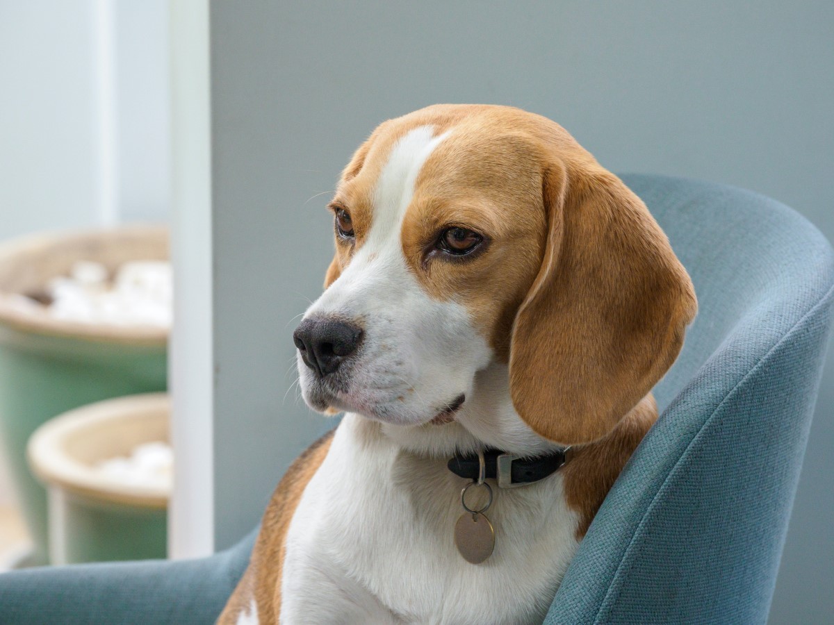 Os cães da raça beagle costumam ser muito agitados, por isso, é importante oferecer enriquecimento ambiental  (Foto: Pexels/ Brett Jordan/ CreativeCommons)