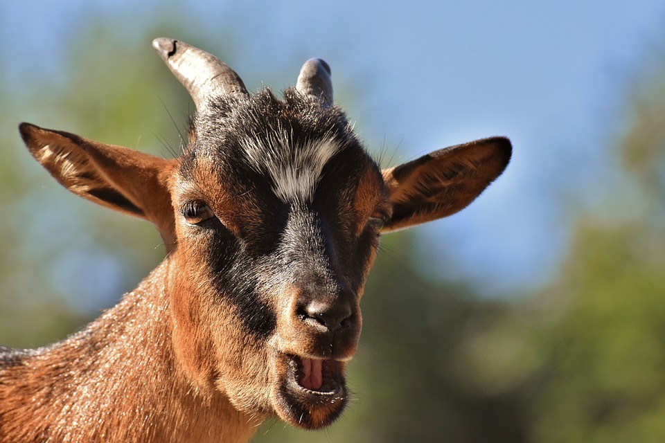 Cabras são capazes de diferenciar emoções das companheiras através de berros (Foto: Pixabay)