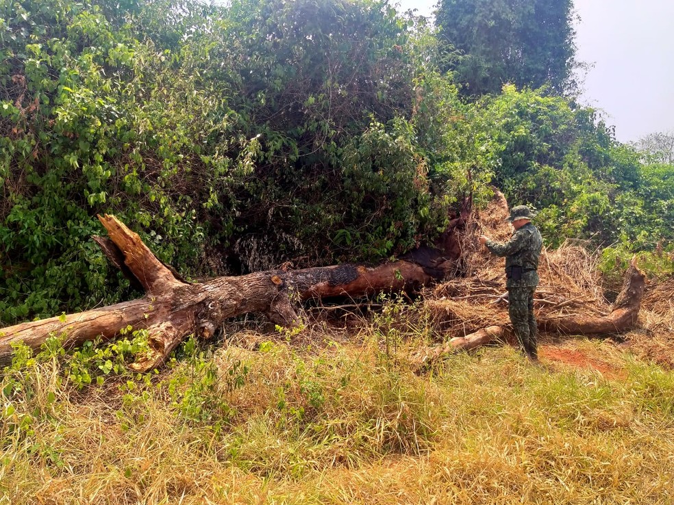 Sitiante foi multado pelo corte de 54 árvores nativas em Martinópolis — Foto: Polícia Militar Ambiental