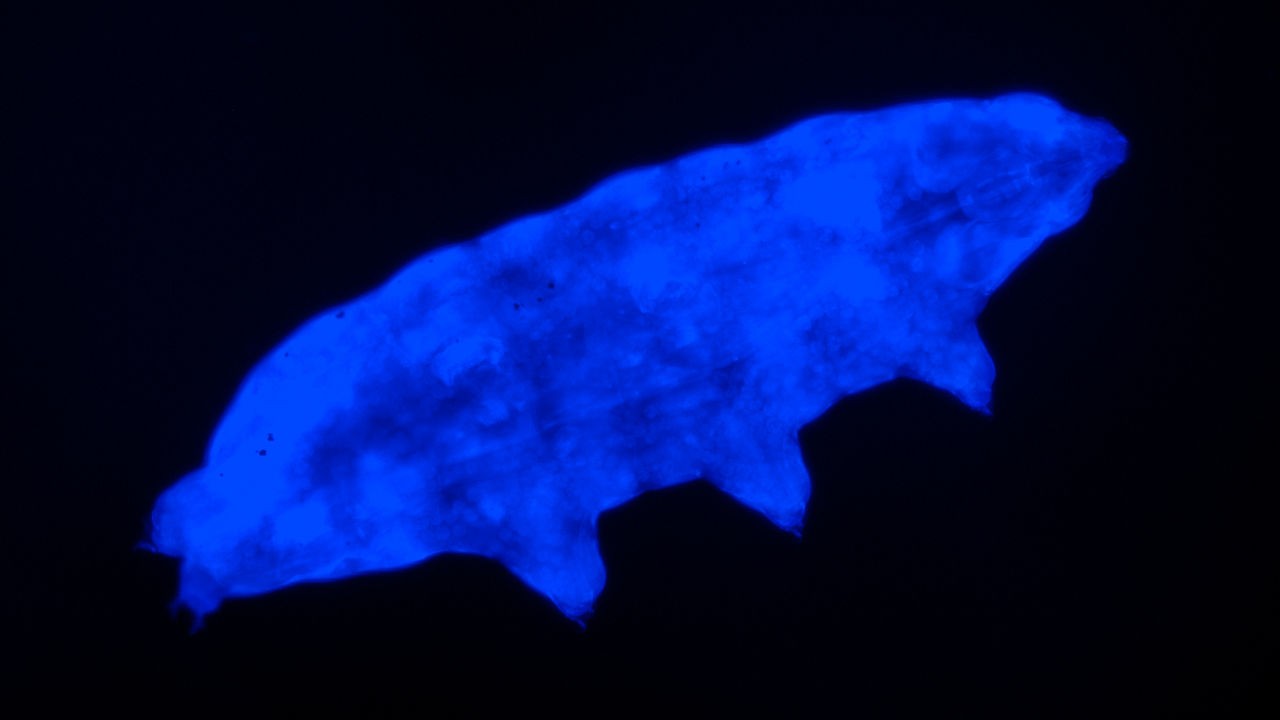 Espécie de tardígrados fluorescentes suporta quantidades letais de luz UV (Foto: SUMA ET AL., BIOLOGY LETTERS (2020))