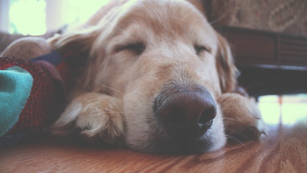 cachorro ; sono ; dormir ; animal ; pet ; golden retriever (Foto: Pexels)
