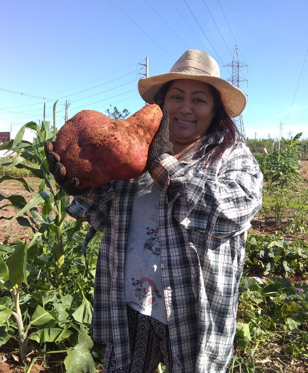Agricultora colhe batata-doce gigante em Umuarama — Foto: Arquivo pessoal