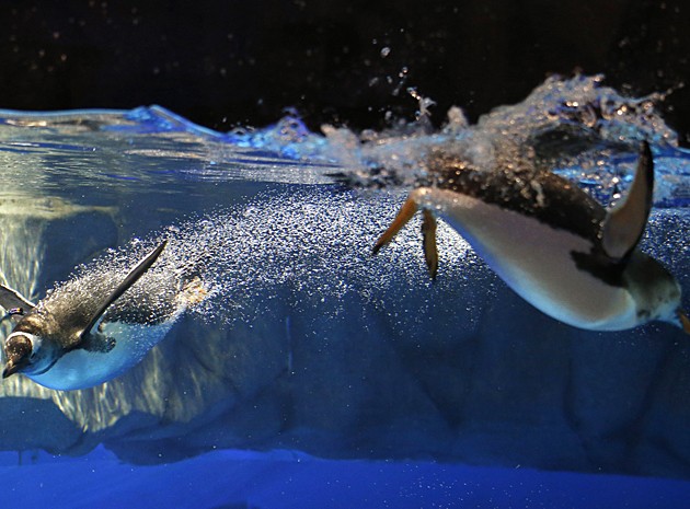 Pinguim (Foto: Kin Cheung/AP)