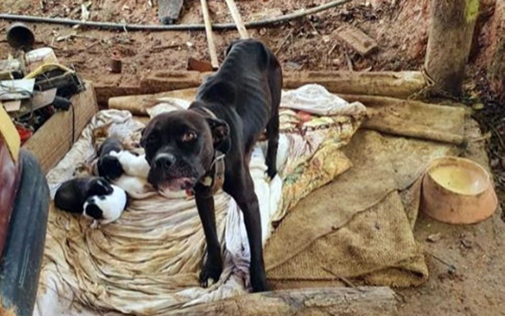 Homem é preso por maus-tratos e 13 cães são resgatados na zona rural de Itajubá, MG