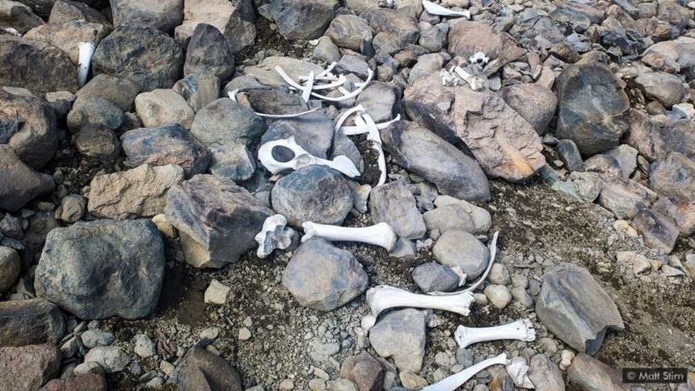 Fragmentos do esqueleto de um bisão americano, outrora preservados no gelo, também sugerem que esses animais já viveram em altitudes muito mais altas — Foto: Matt Stirn/BBC
