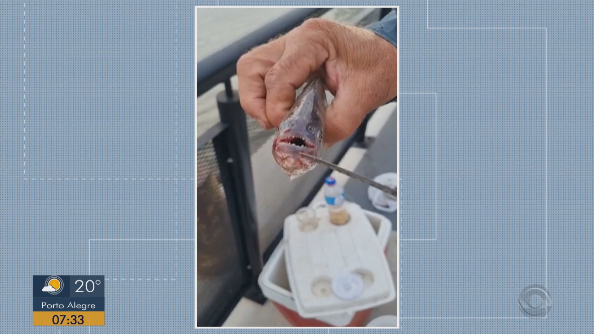 Piranhas causam prejuízo a pescadores no Guaíba, em Porto Alegre  