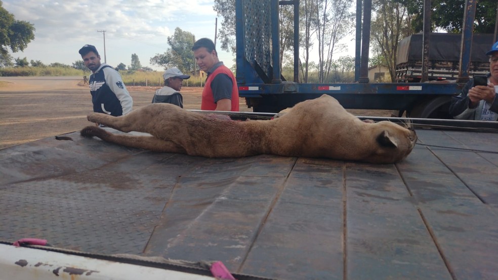 Onça parda morre após ser atropelada em rodovia de Iacanga — Foto: Ronaldo Ruffato/Arquivo pessoal