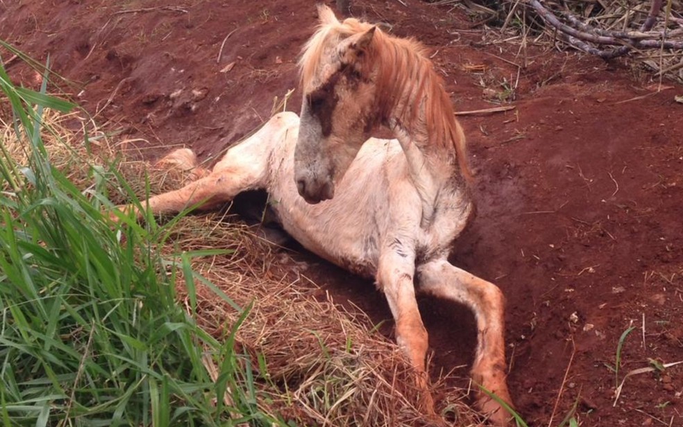 Segundo aposentada, cavalo ficou agonizando no local antes de morrer — Foto: Lasara Felizardo Nunes/Arquivo pessoal